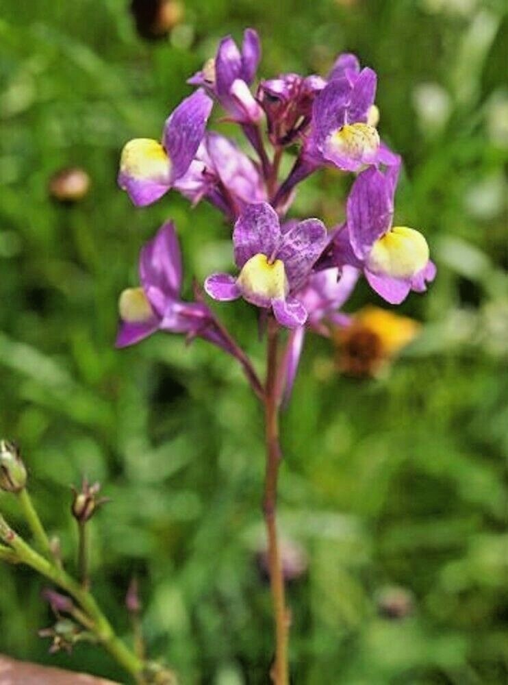 2001+SNAPDRAGON Northern Lights Mix Seeds Container Spring Fall Flower Garden