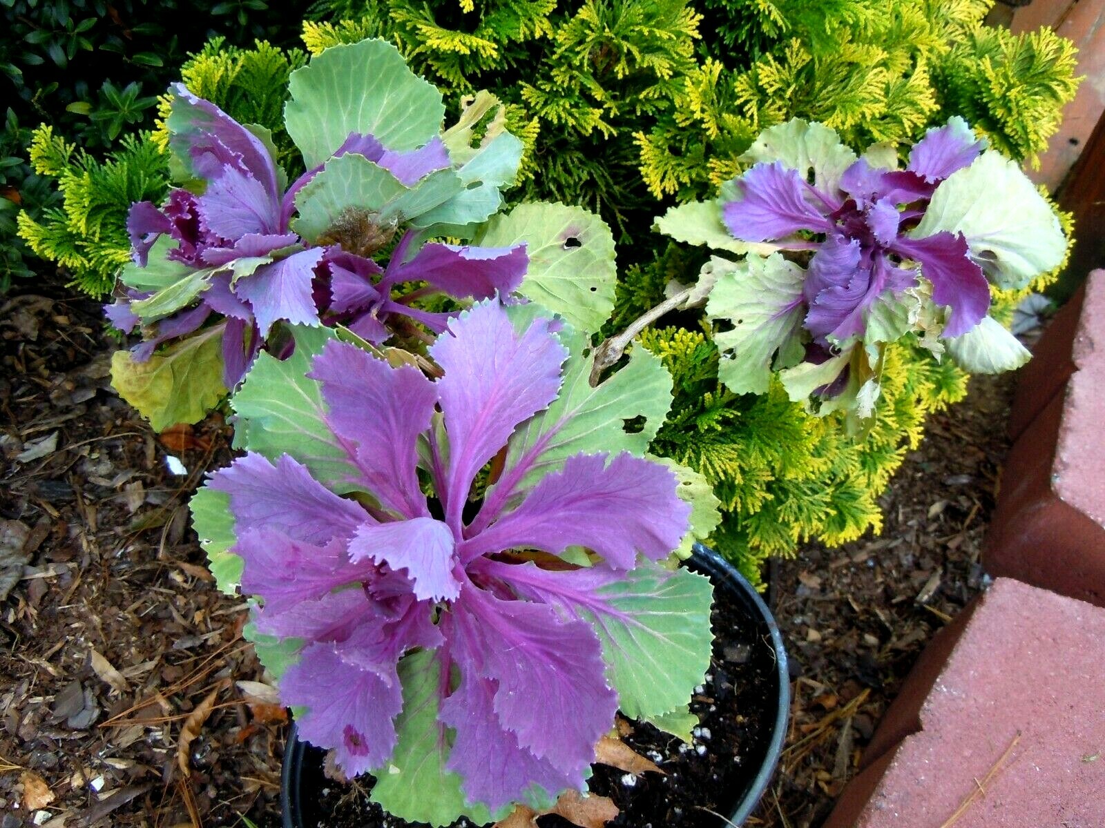 60 ORNAMENTAL KALE & CABBAGE SEEDS ORGANICALLY GROWN! BEAUTIFUL AND SAFE TO EAT!