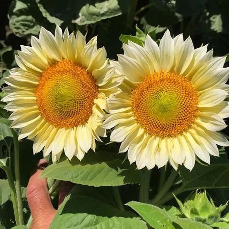 20 ProCut WHITE LITE SUNFLOWER SEEDS, Annual, Non GMO, New & Unique Color