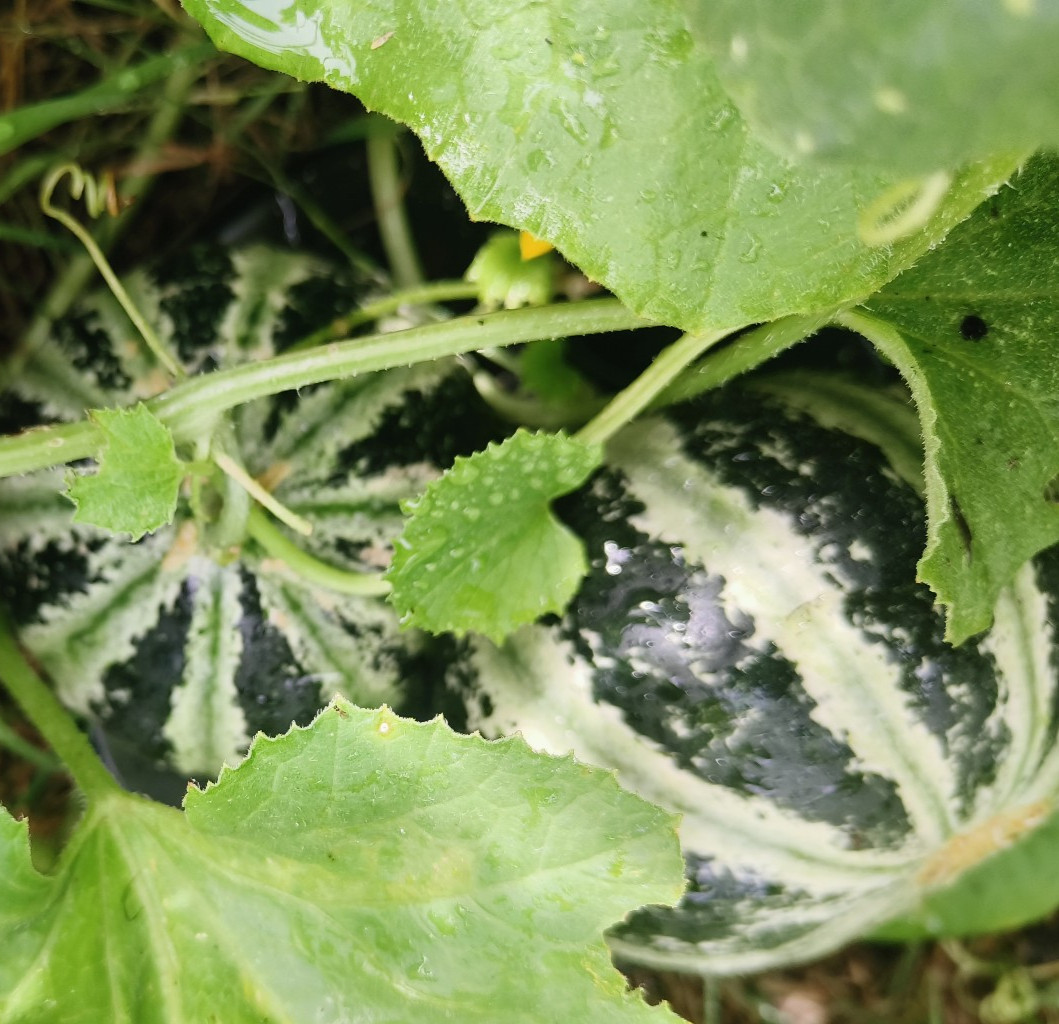 25 Heirloom Kajari Melon Seeds – Exotic Striped Sweet High Yielding Indian Melon