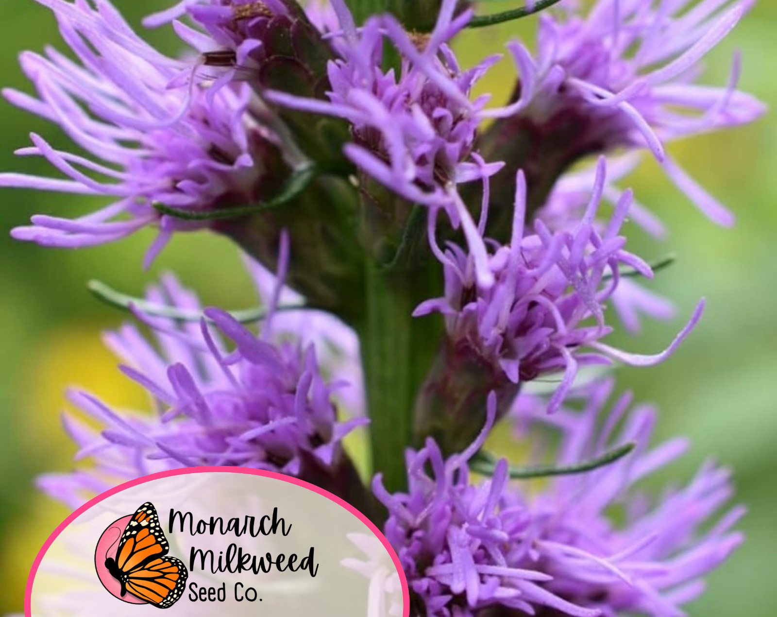 500+ Marsh Blazing Star Seeds | Native Wildflowers, Liatris spicata, Gayfeather