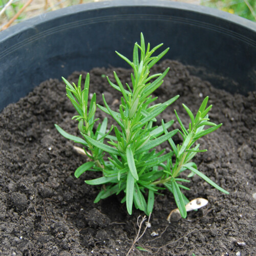 Rosemary Seeds | Non-GMO | Herb Seeds | Seed Store | Free Shipping | 1163