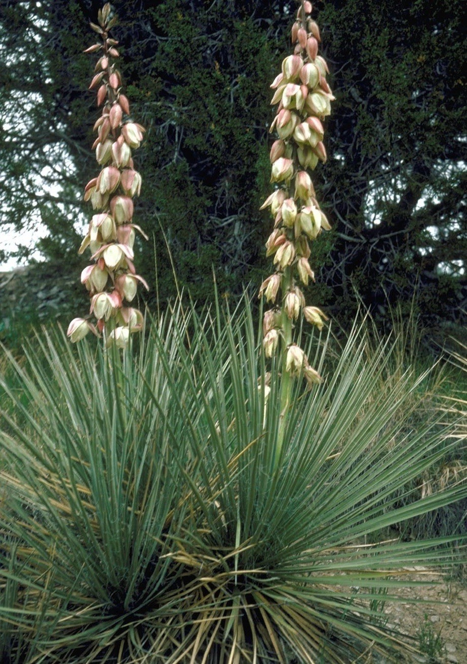 Soapweed Yucca 20 Seeds Yucca Glauca Drought Tolerant COLD HARDY!