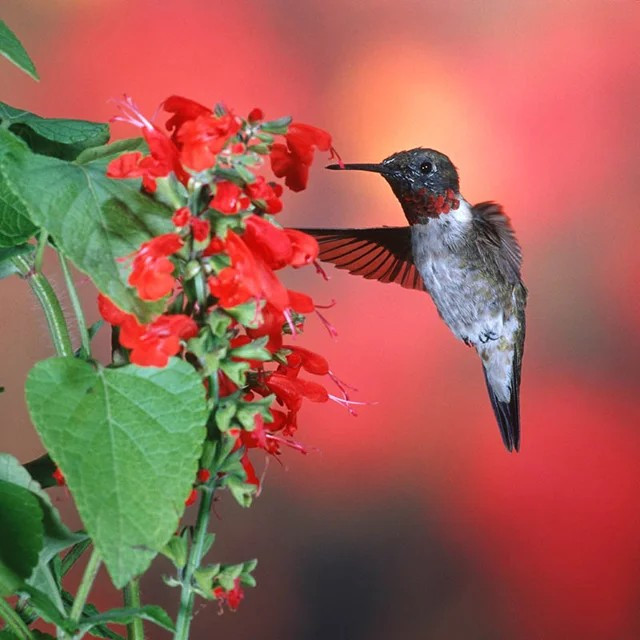 1000+ Sage – RED SCARLET – SALVIA ——- Perennial —- Hummingbirds