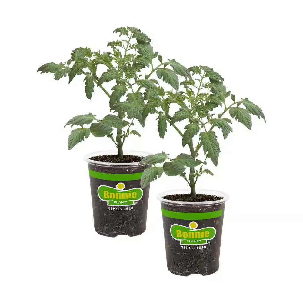 19 Oz. Goliath Tomato Bush Plant (2-Pack)