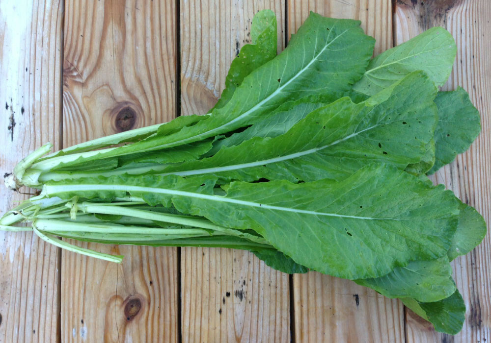 500+ Mustard Green seeds, GAI CHOI, Cải Bẹ Xanh