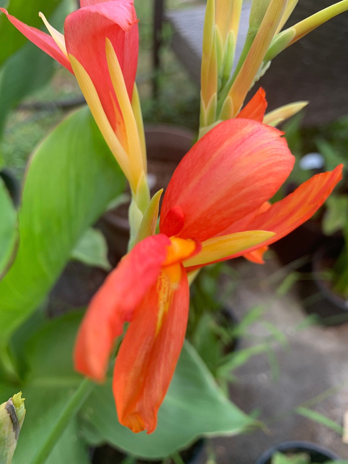 1 Rare “Yellow-Red Flower” Green Leaf Canna Rhizome (Not Plant) – 3-5+ Eyes