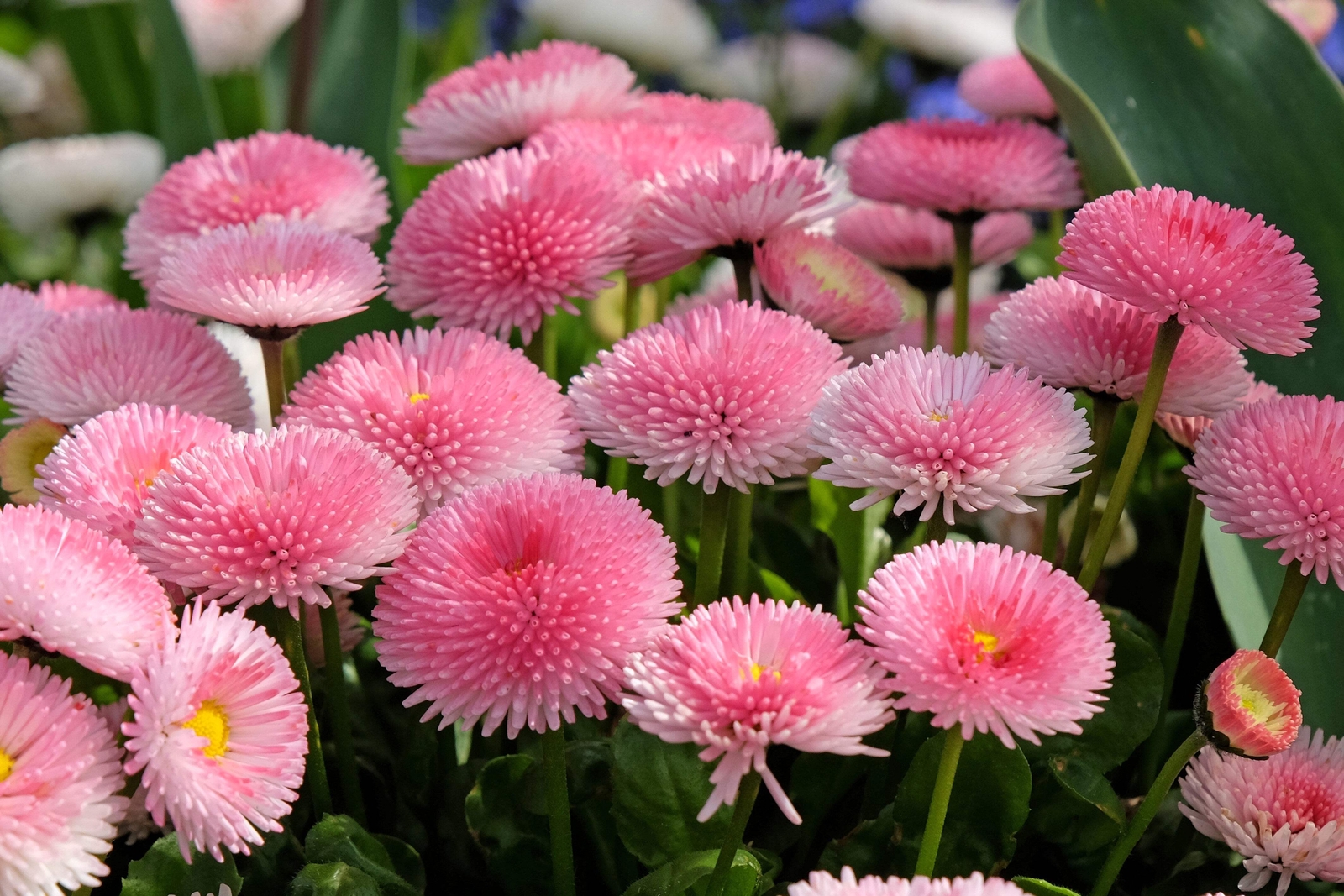 100 MIXED Colors ENGLISH DAISY Bellis Perennis Flower Seeds