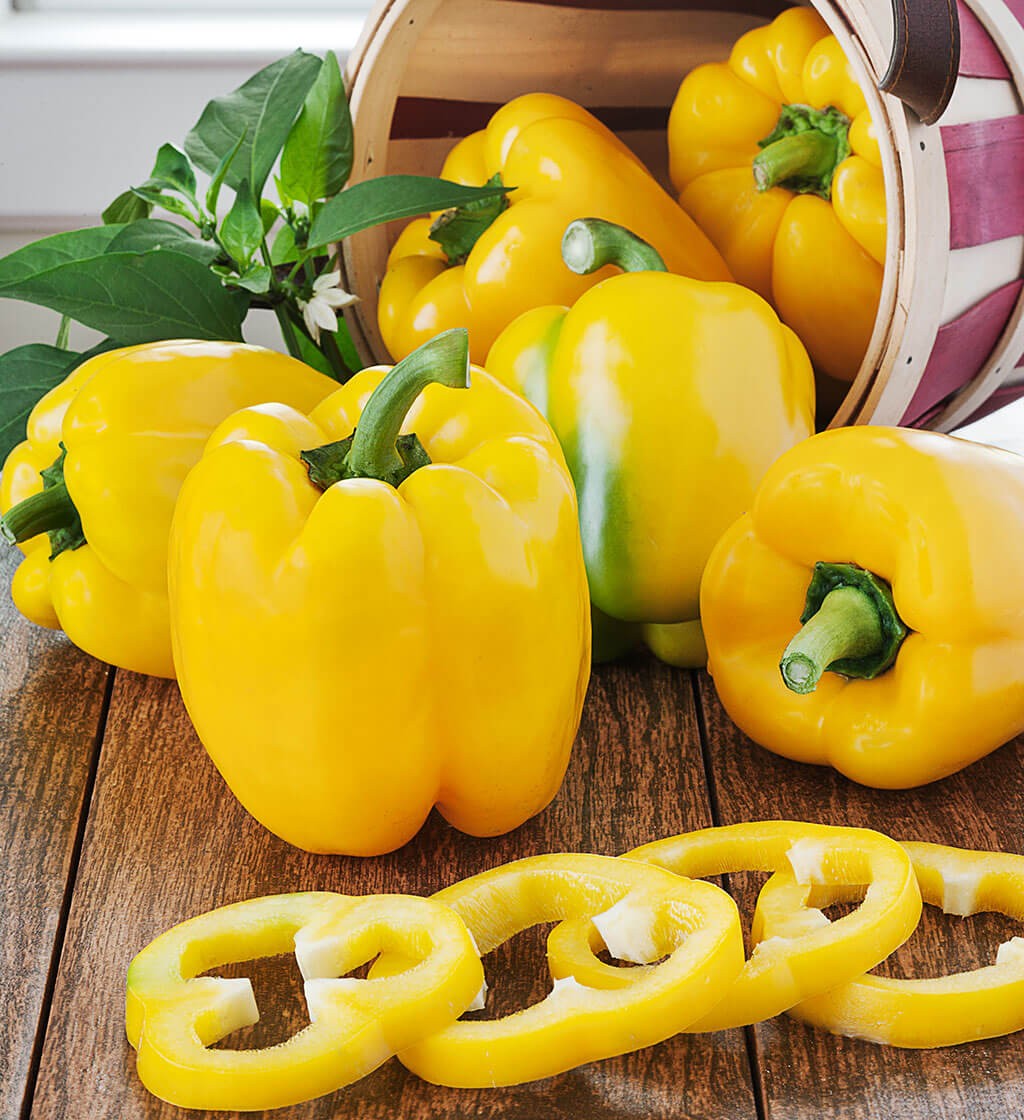 Golden Cal Wonder Bell Pepper Seeds – 100+ Count – For 2025 Planting Yellow