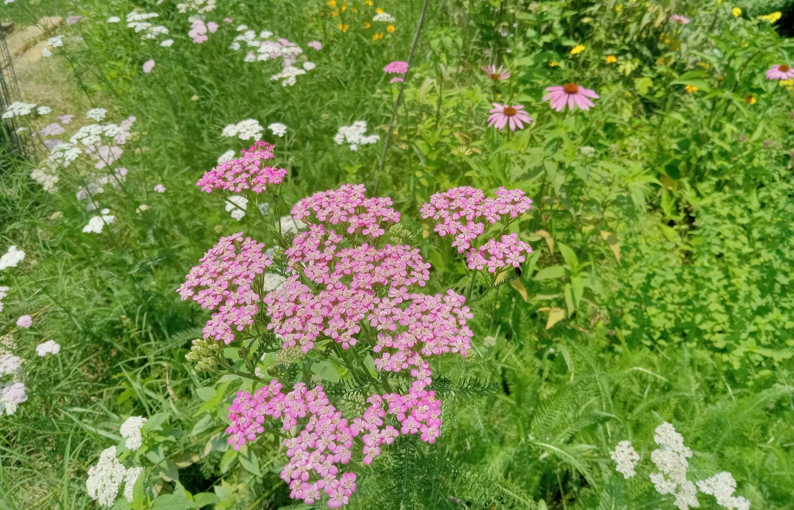 Yarrow Seeds 1000 White & Pink Achillea Millefolium Medicinal Mosquito Repellant