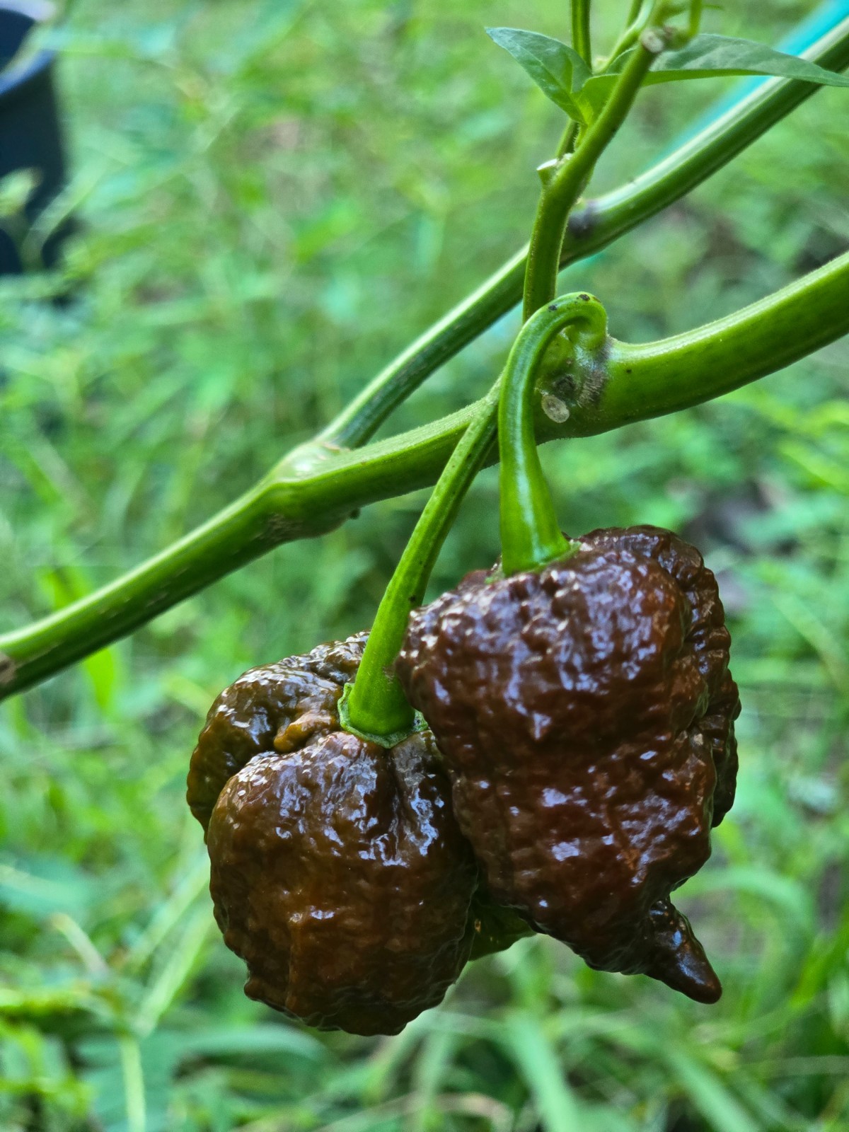 Ghost peper seed mix packet, White ghost, Carolina Reaper, Scotch bonnet scorpio