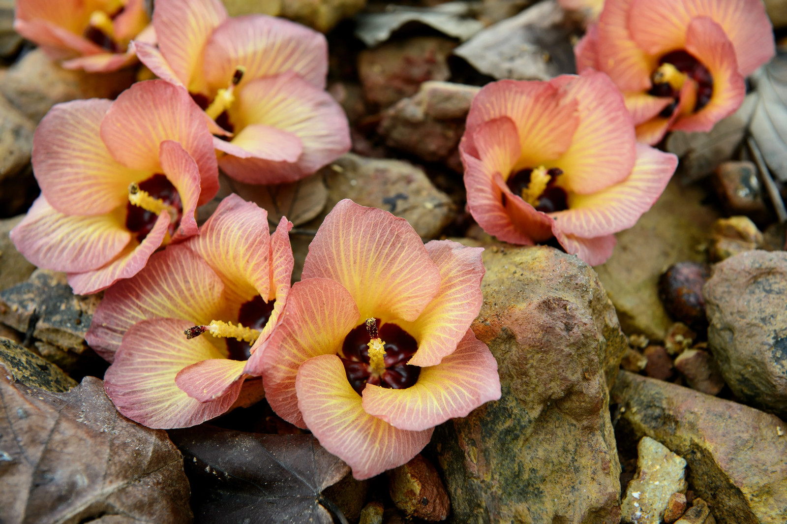 10 PORTIA TREE Yellow Pink Purple Flowers Change Color Thespesia Populnea Seeds