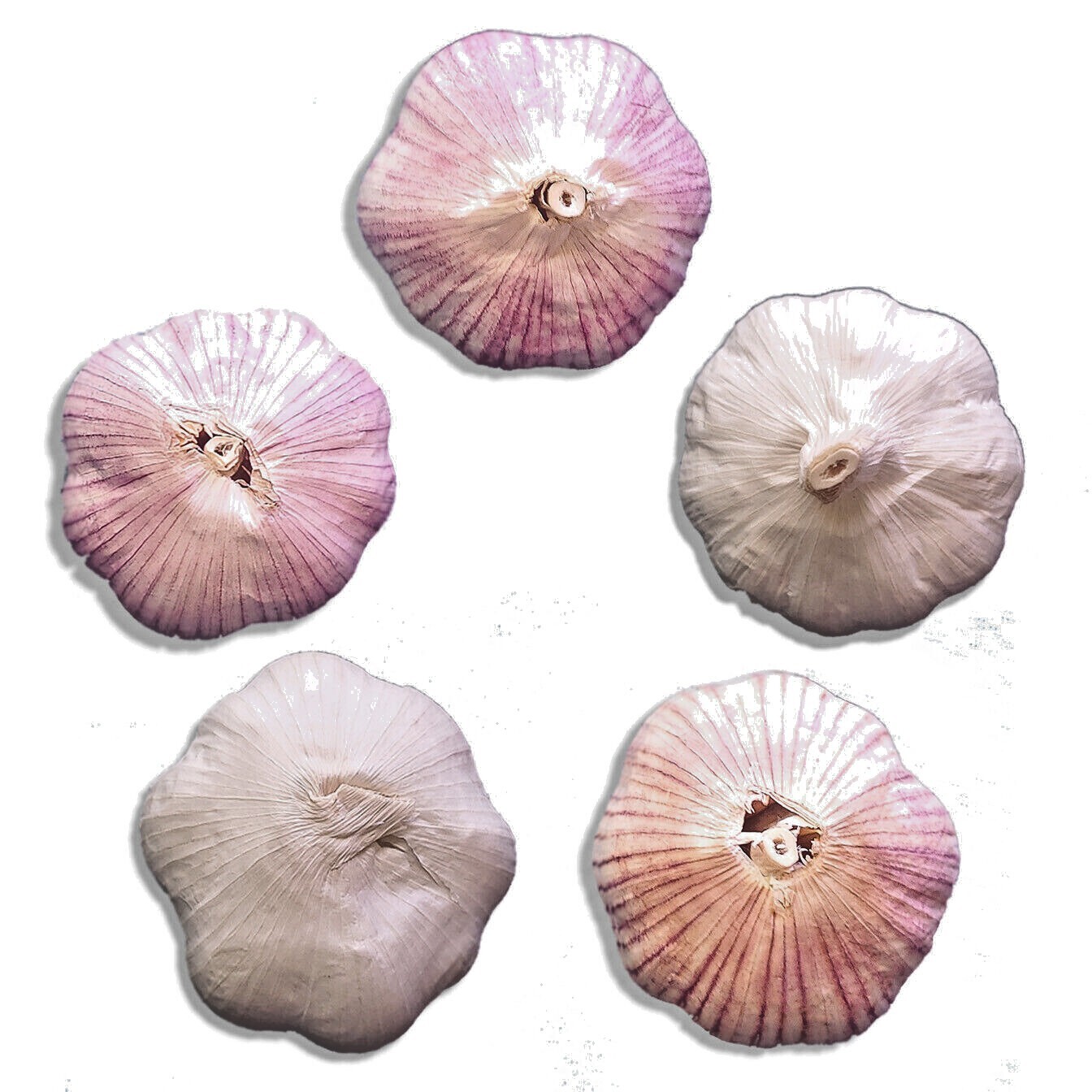 Organic GARLIC bulbs 1-40lbs – 5 VARIETIES Chesnok Music Italian German Russian