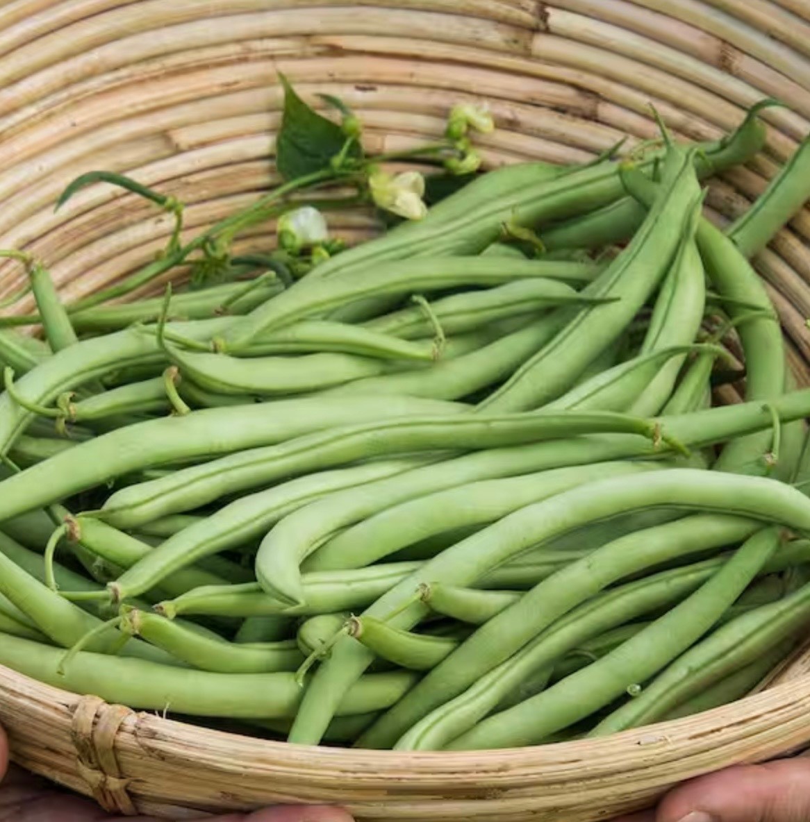 Contender Stringless Bush Green Bean – Fresh Seeds 2026, Early Heirloom 🇺🇸 USA