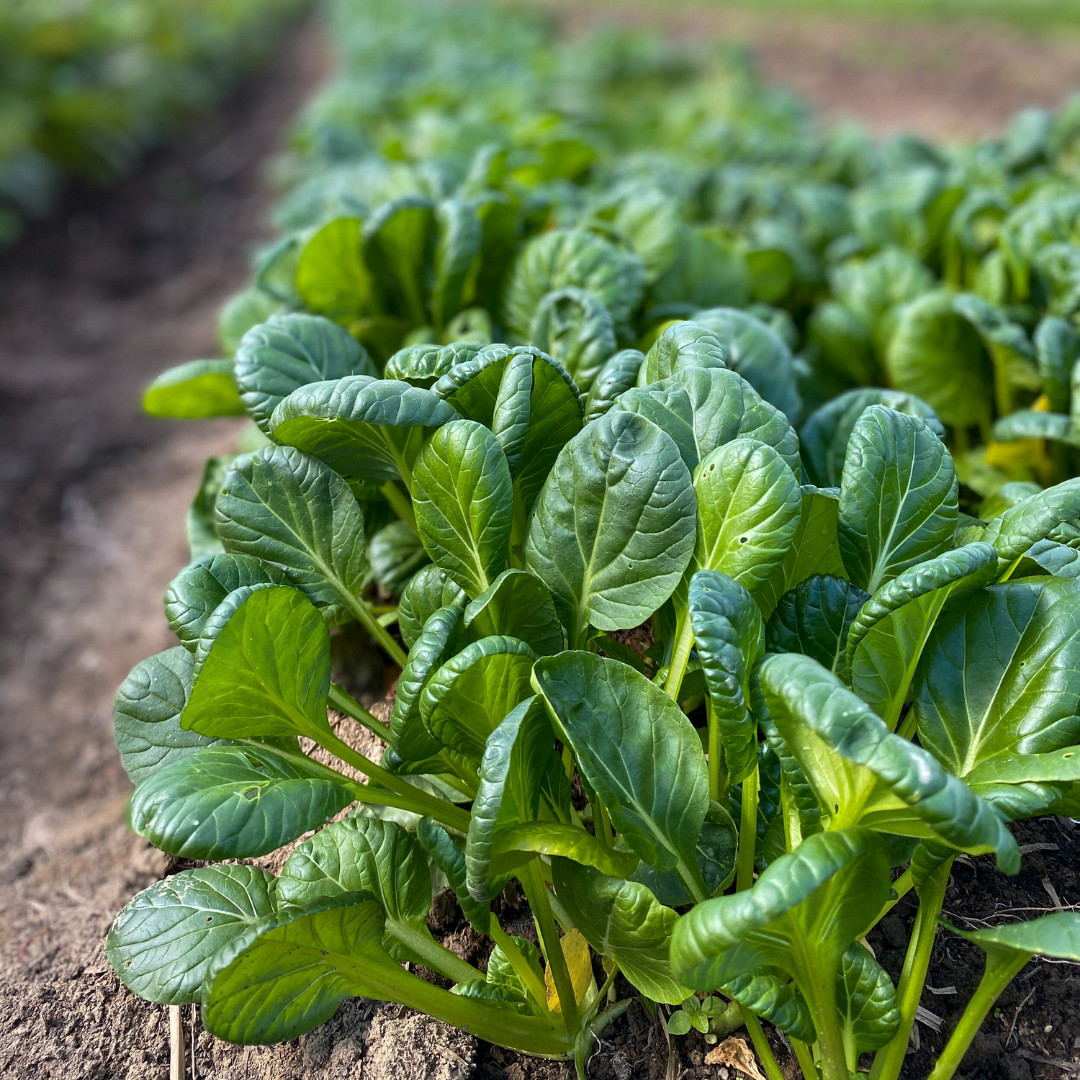 Fresh Tat Soi Asian Cabbage Seeds | Heirloom Non-GMO | Asian Vegetables
