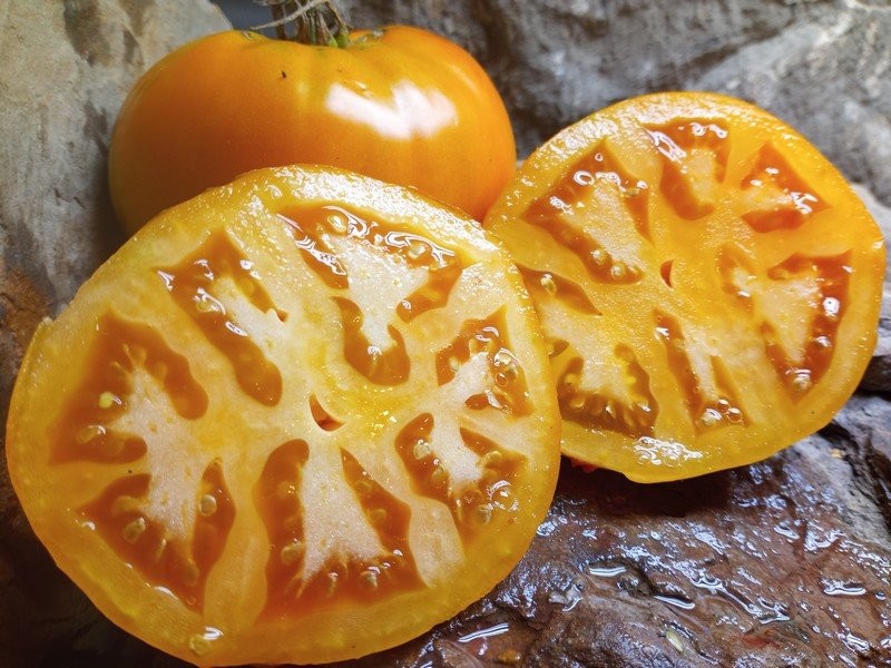 Golden Jubilee Tomato, Lycopersicon esculentum. 50 Seeds Free Shipping!