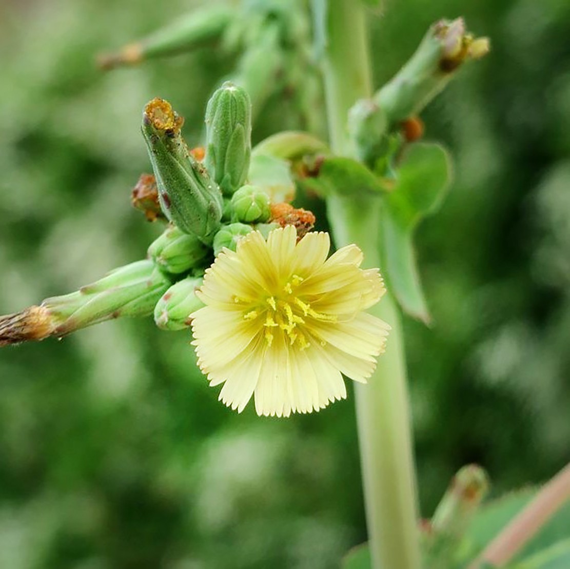 Wild Lettuce Seeds – Lactuca serriola – Prickly Lettuce Herb – 10 25 50 100 Pack