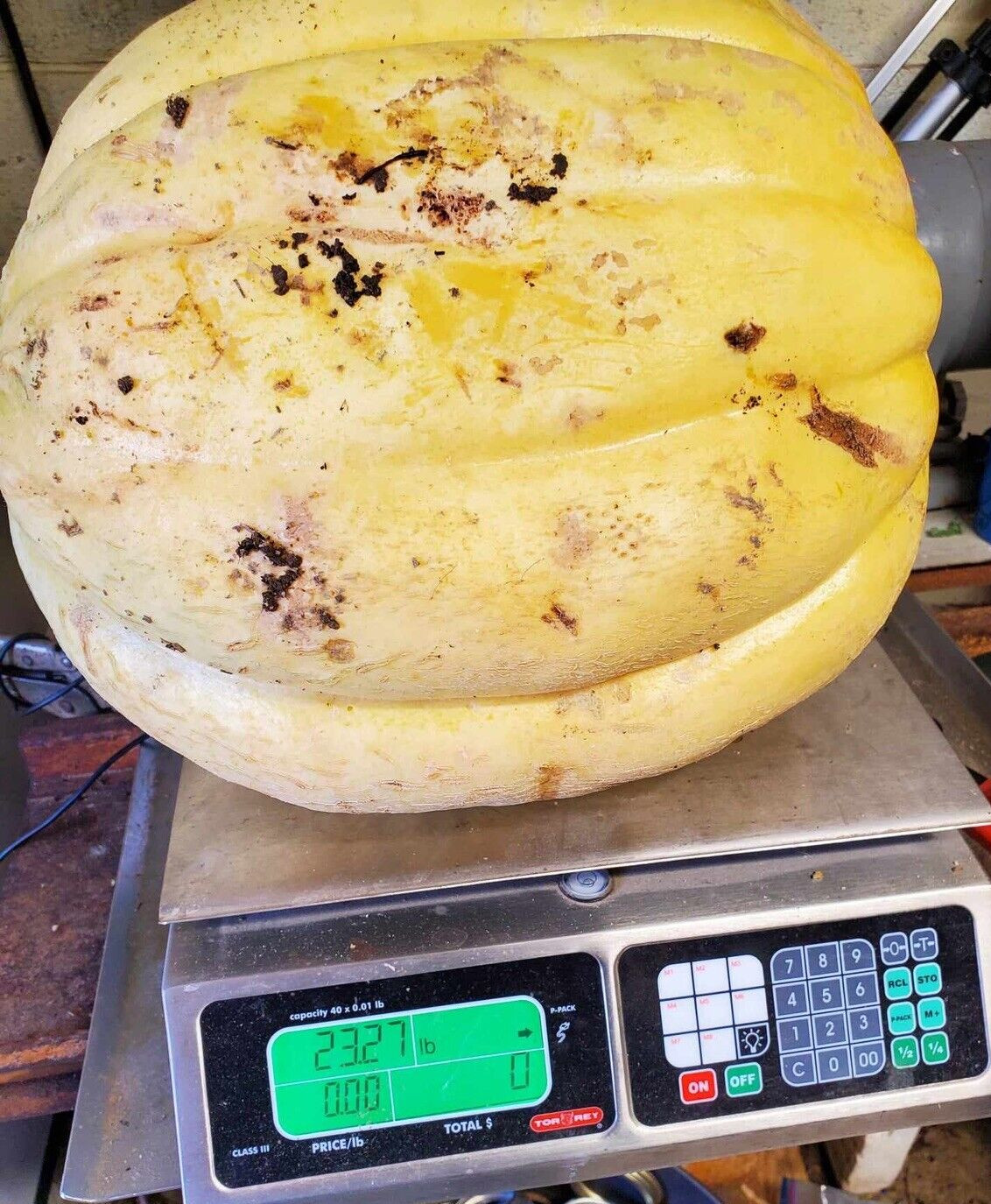 10 Giant Cantaloupe seeds, Home Grown in the USA, Non GMO, S&H with Tracking #