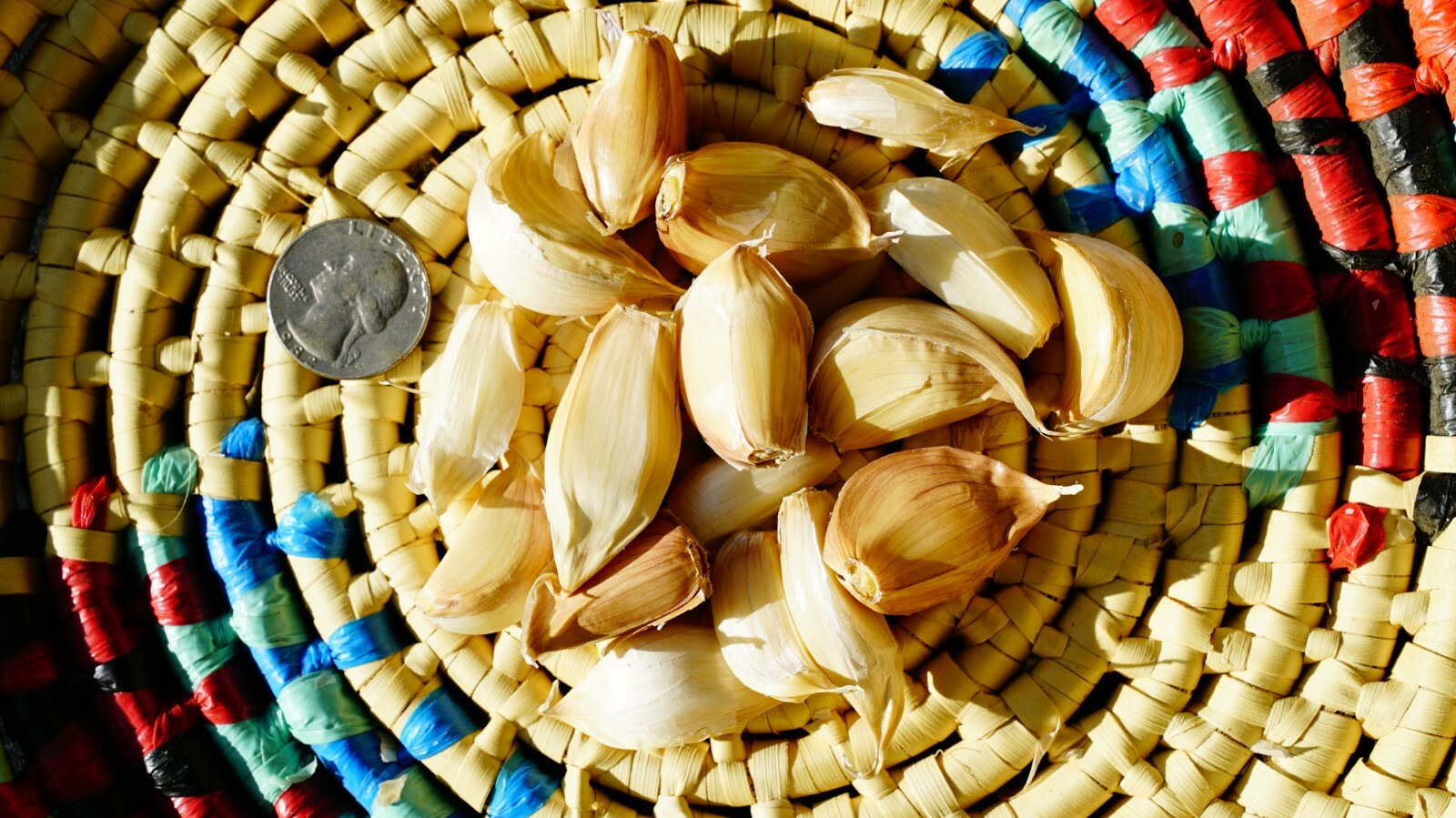 Polish GARLIC Bulbs 1/2 – 10lbs Fresh Organic Heirloom Hardneck Plant or Eat