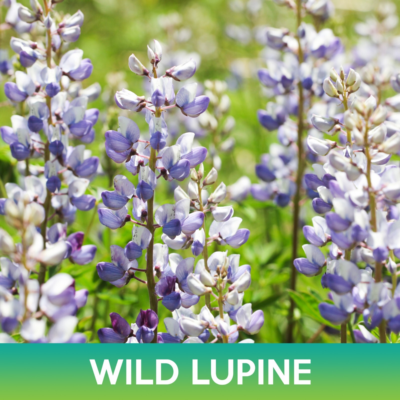 Wild Lupine Flower Seeds, Lupinus Perennis