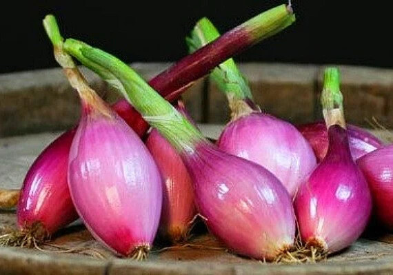 Red Torpedo Onion Seeds (100) / ORGANIC / FLORIDA GROWN / INDETERMINATE