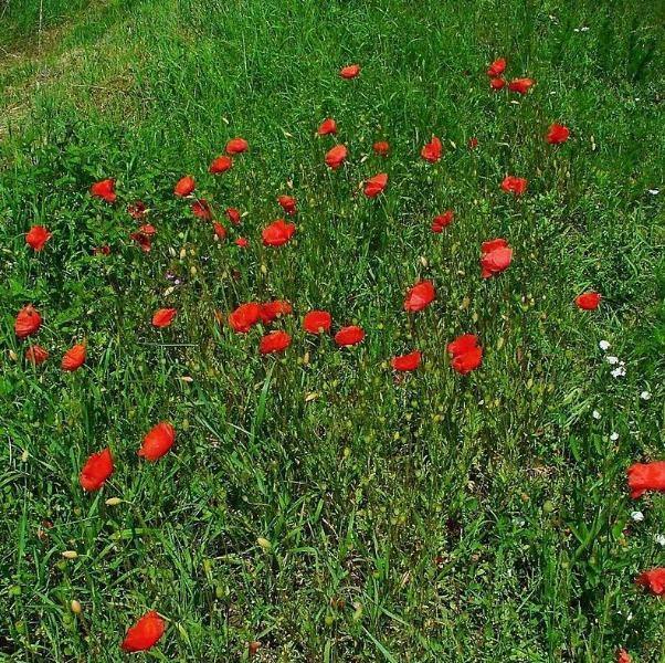 Papaver rhoeas | Corn or Flander’s Poppy | 200 Seeds