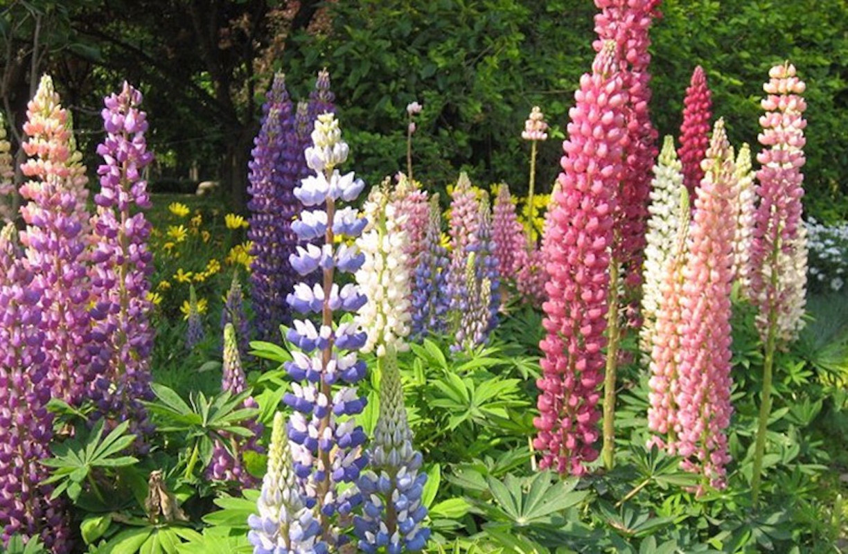20 EXOTIC rare LUPINE SEEDS for garden flower beds plant bush USA SELLER USPS
