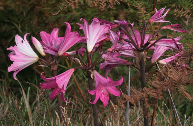 10 Amaryllis Belladonna – Pink Naked Ladies – Surprise Lily