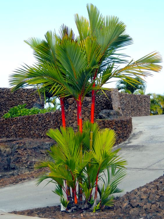 20 RED SEALING WAX “LIPSTICK” PALM TREE SEEDS (Cyrtostachys renda) House Plant