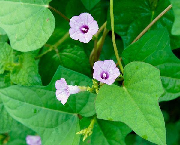 Ipomoea triloba | Little Bell or Aiea Morning Glory | 10 Seeds