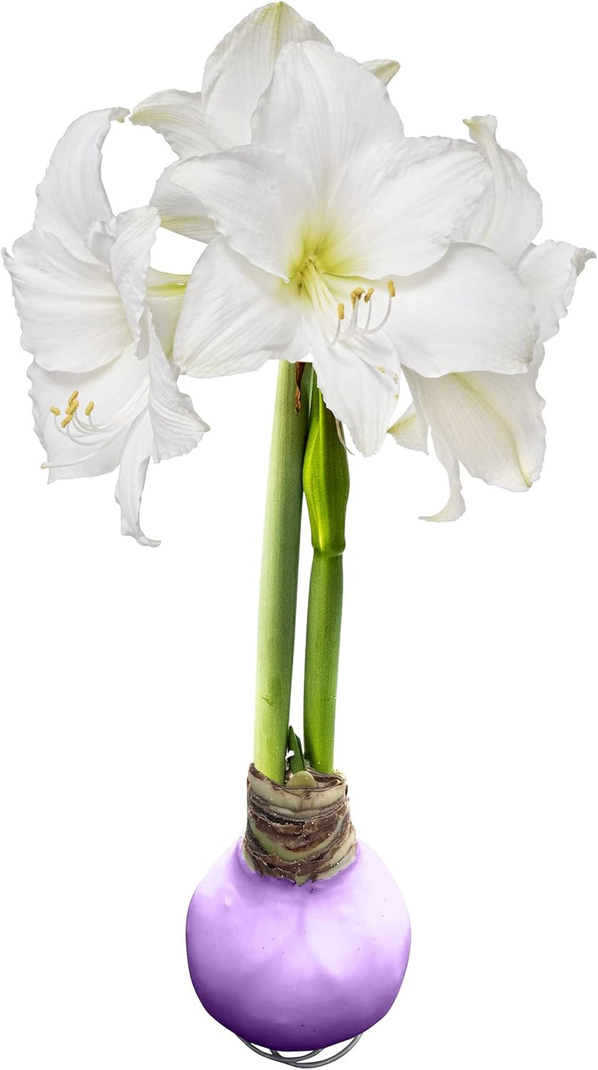 Waxed Amaryllis Bulb – Purple Wax, White Blooms – Easy Care – No Watering Needed