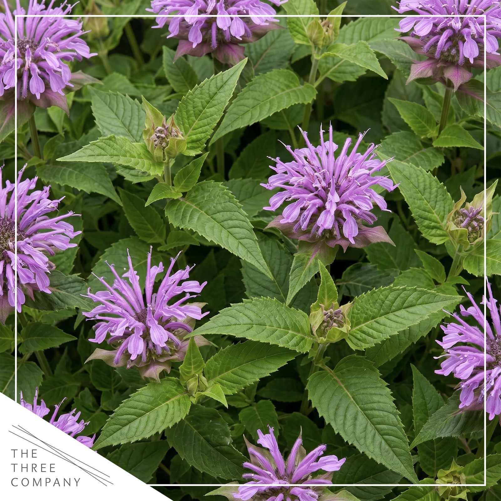 Live Flowering Bee Balm – Balmy Purple (2 Plants Per Pack), Pollinator – Attr…