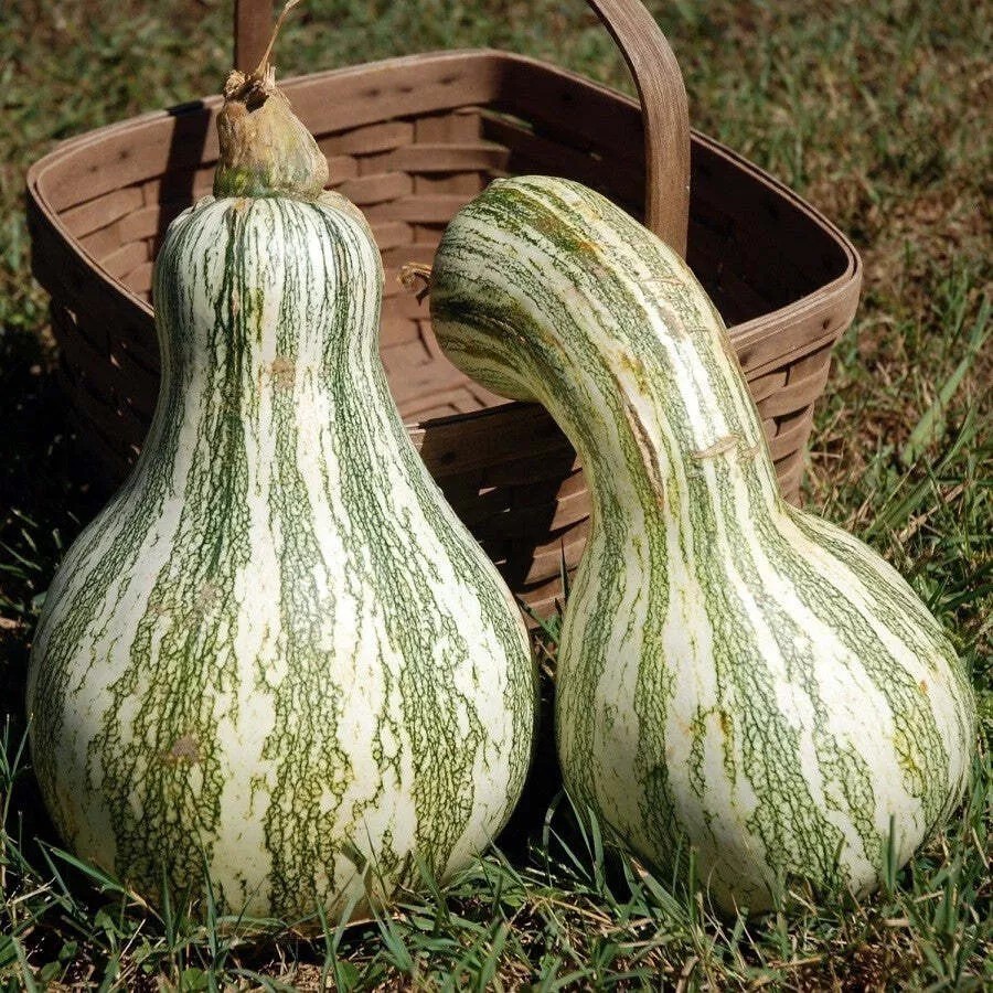 Green Striped Cushaw Squash Pumpkin Seeds (15) / Non Gmo / Rare/ Easy