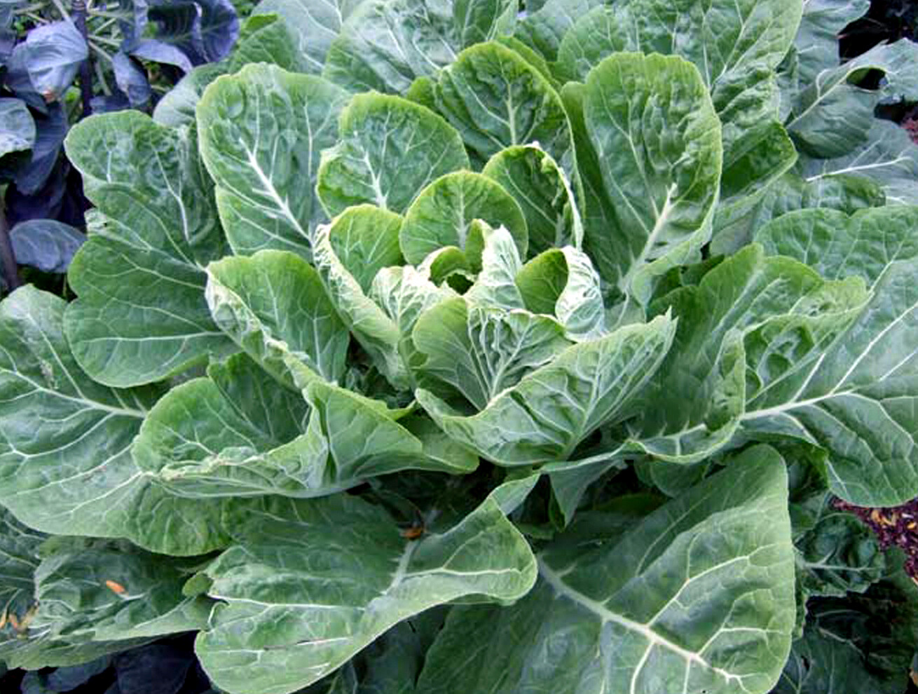 Collard Seeds, Champion, Heirloom Collards, Collard Greens Seeds, Non-Gmo 100ct
