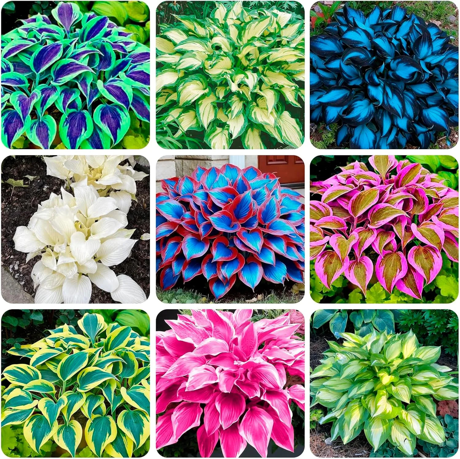 250+ USA Premium Seeds Rare Perennial Hosta Flower Seed for Planting Outdoors Ga