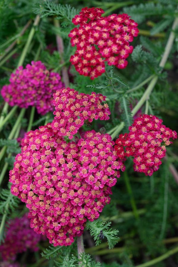Red Yarrow Seeds (Achillea millefolium rubra)