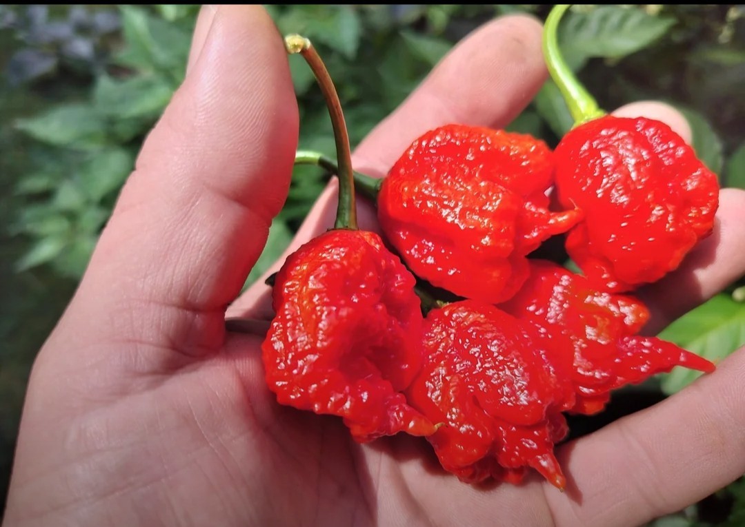SUPERHOT!- Variety Pack – Over 200! Seeds – One Dozen Different Hot Varieties.