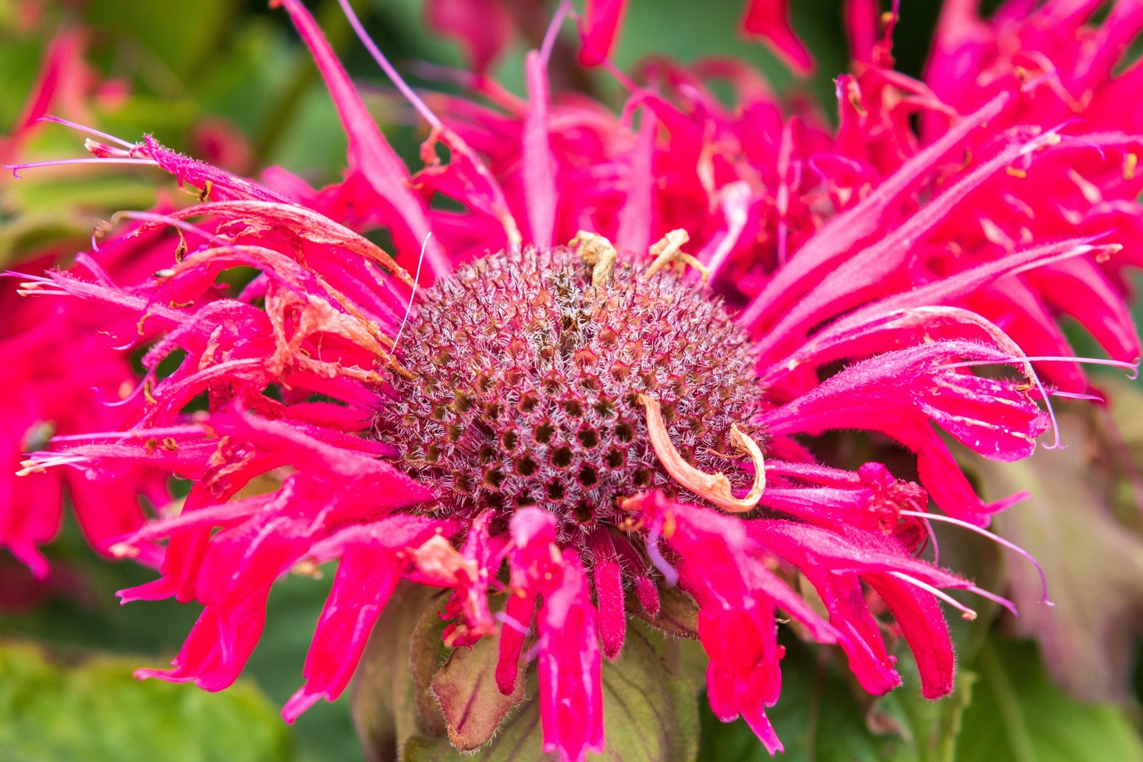 25 BEE BALM MIX Lemon Hummingbird Mint Monarda Didyma Mixed Colors Flower Seeds