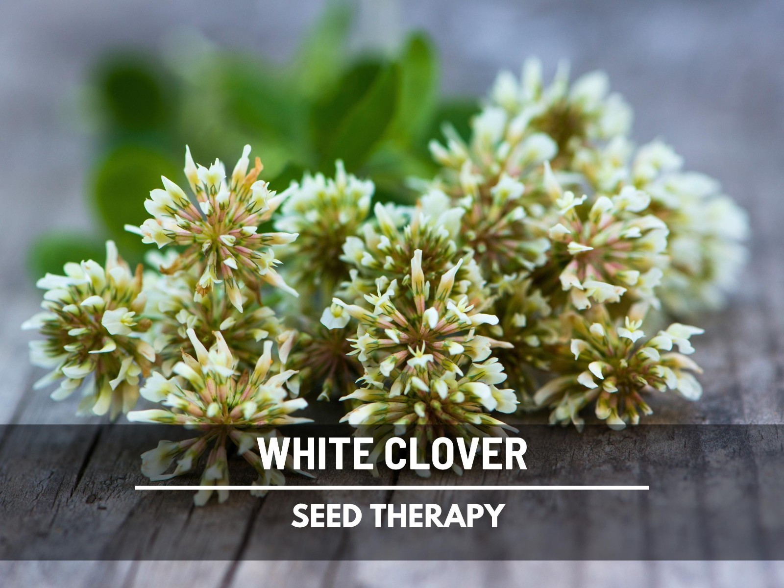 White Clover (Irish Clover) Seeds – Perennial Lawn Alternative, Pollinator