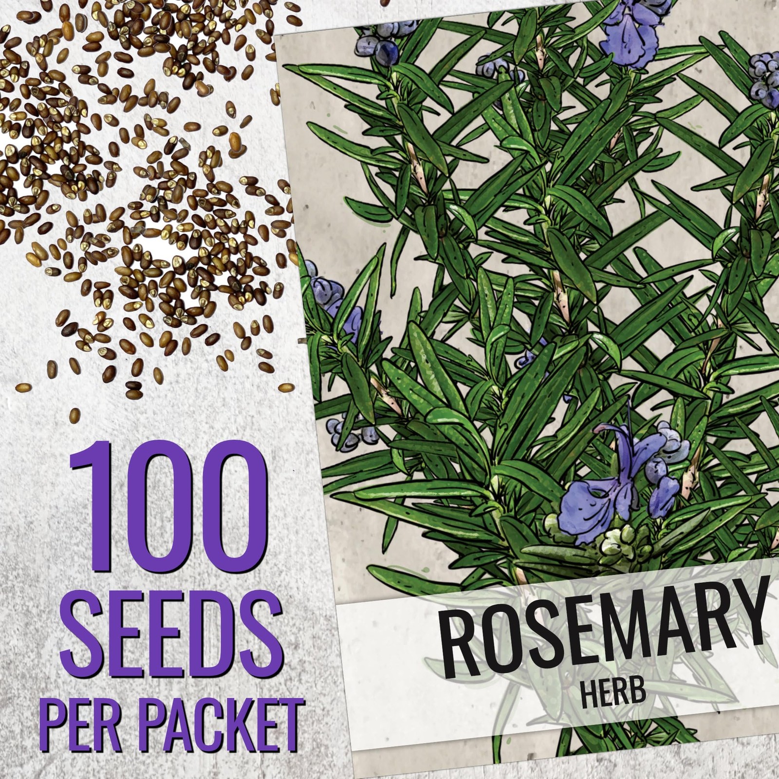 Seed Needs Rosemary Seeds for Planting – Non-GMO Heirloom & 1 Pack,