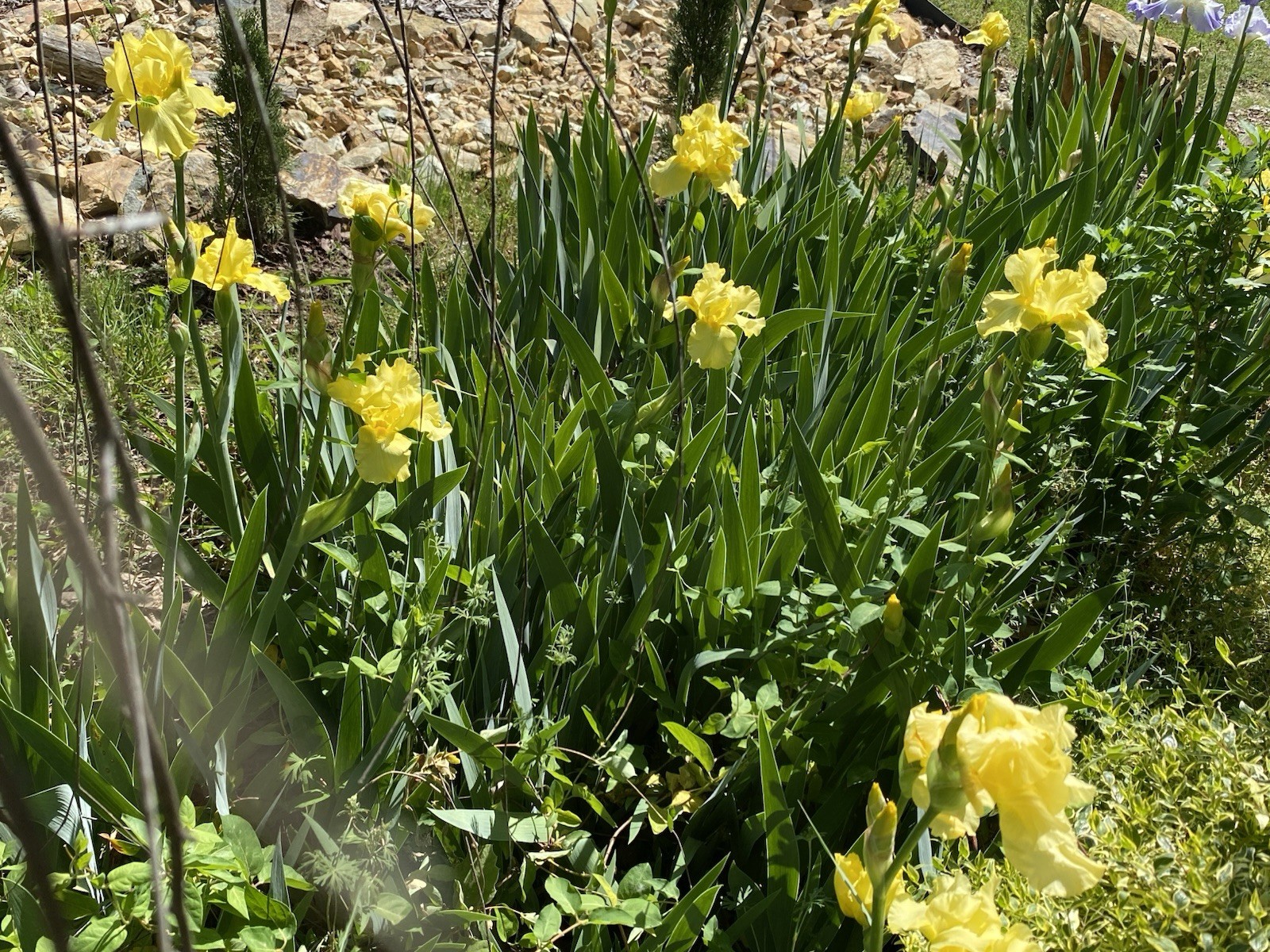 Tall Bearded Iris–Yellow; 2 Rhizomes