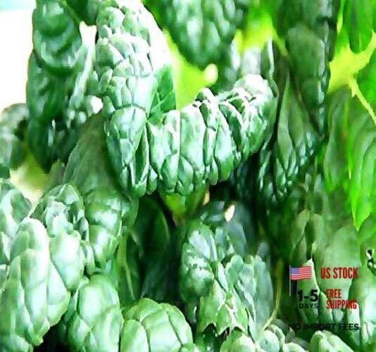 Big Pack – (5,000) Tat SOI Tatsoi Tah Tsai Spinach Seed – Chinese Vegetable –
