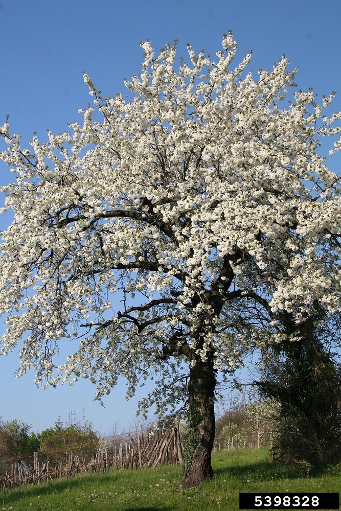 European Sweet Cherry Tree | Premium Seeds | Prunus avium ‘Spring’ | Plants’®