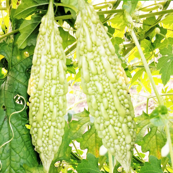 White Pearl Bitter Melon | Balsam Pear Karela Gourd Goya Squash Asian Seed 2024