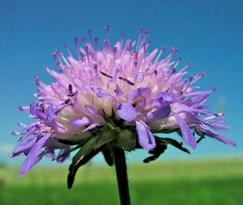 KNAUTIA, MIXED COLORS 100 SEEDS, RED, PINK, LAVENDER, PERENNIAL *EZ TO GROW*