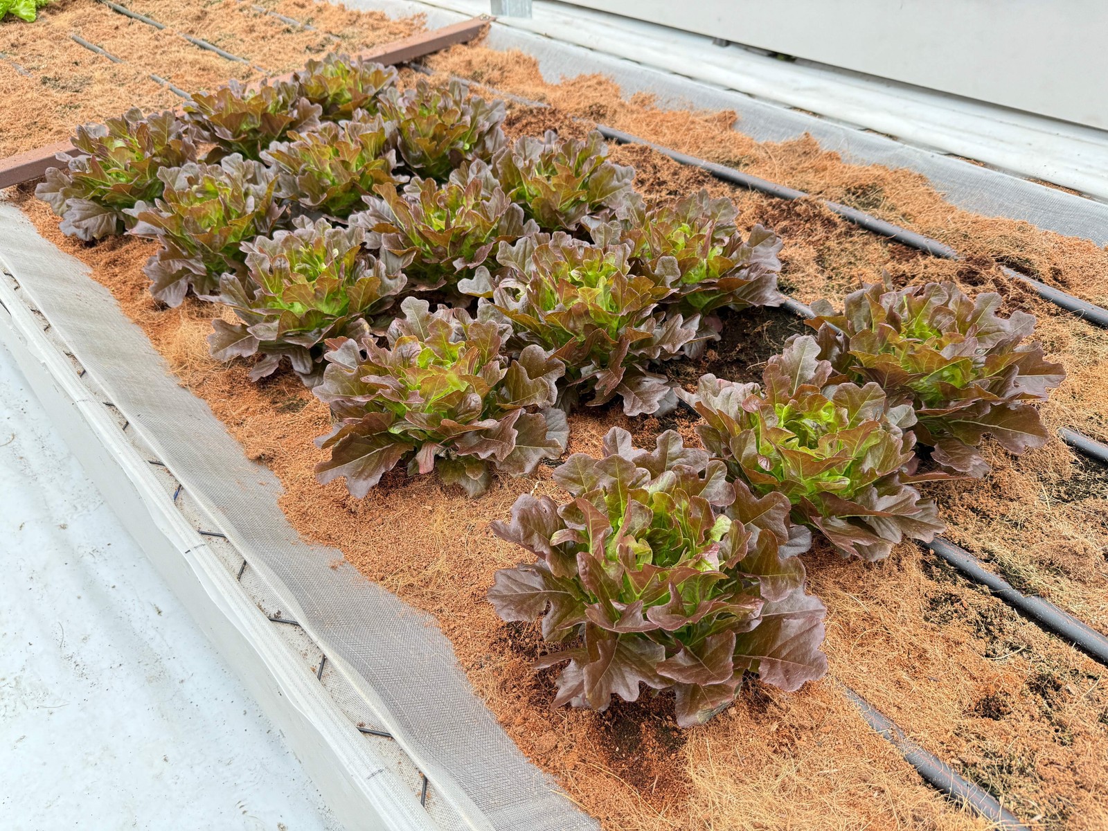3000 CIMMARON Red ROMAINE LETTUCE Lactuca Sativa Vegetable Seeds