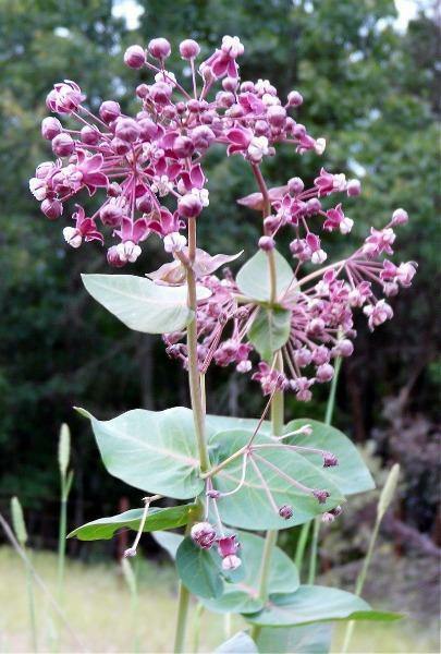 Asclepias cordifolia | Heartleaf Milkweed | 10 Seeds