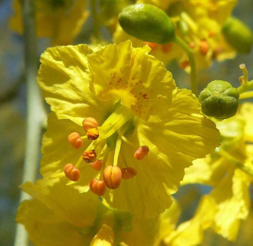 1-1000 PCS Blue Mexican Palo Verde Tree Seeds Parkinsonia Cercidium Florida 0132