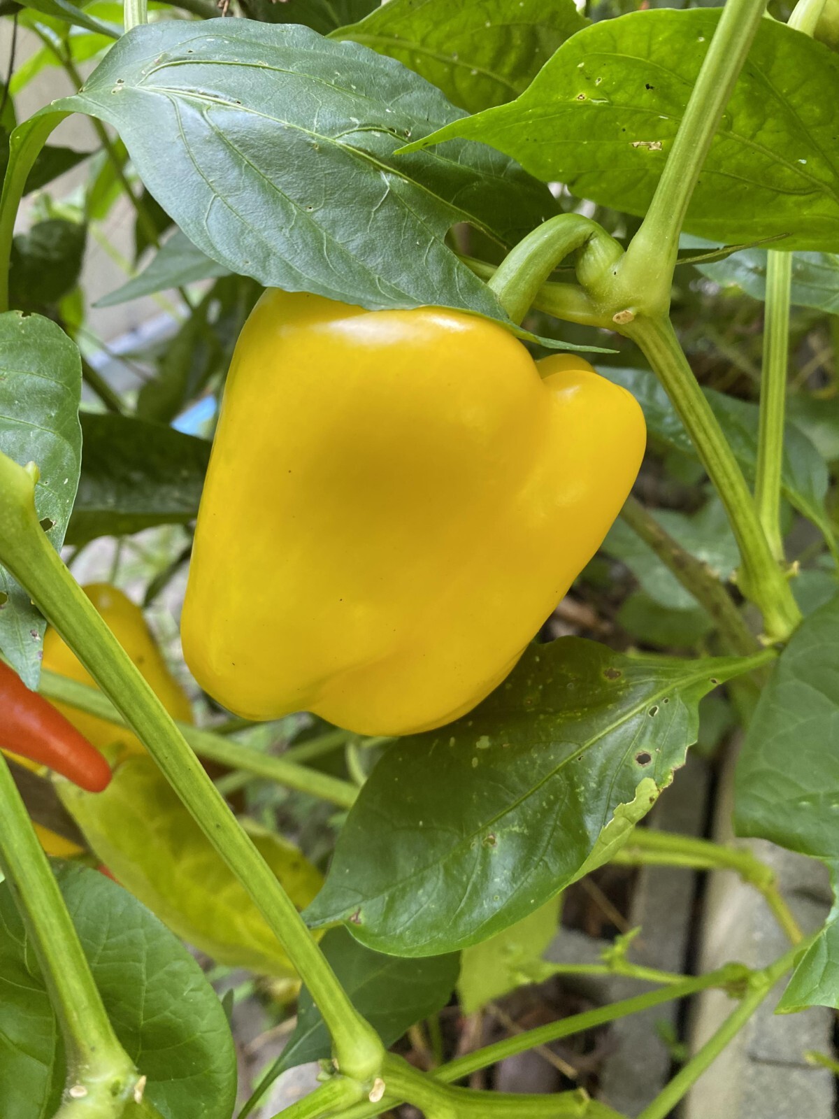 50+ Red, Orange,Yellow & Green Bell Pepper Seeds.US grown seeds.