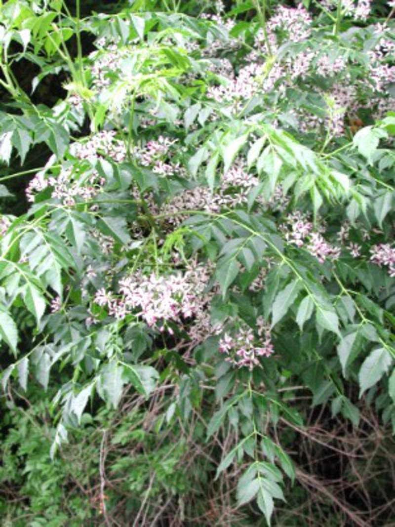 1-1000 PCS China Berry Persian Lilac Tree Seeds Melia Azedarach Flower 0183